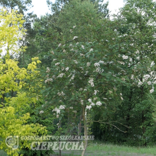 Sorbus vilmorinii - Vilmorin's rowan; Vilmorin's mountain ash - Sorbus vilmorinii