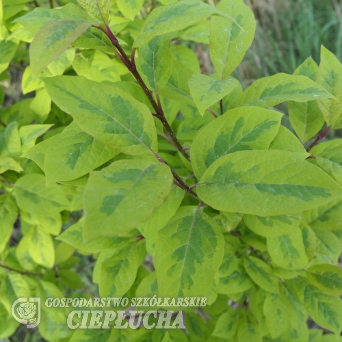 Syringa emodi 'Aureovariegata' - lilak himalajski - Syringa emodi 'Aureovariegata'