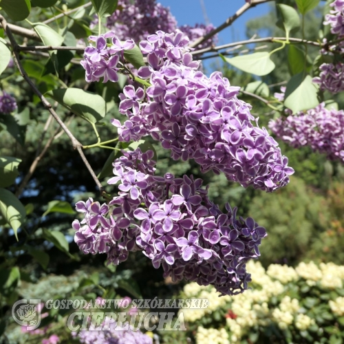 Syringa vulgaris 'Sensation' - lilak pospolity - Syringa vulgaris 'Sensation'