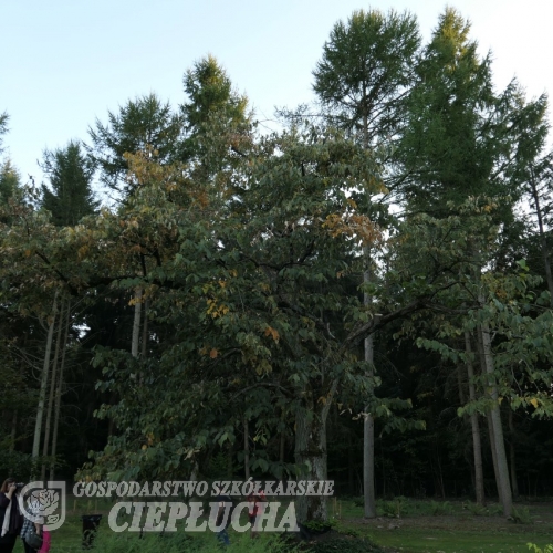Tilia americana Macrophylla - Липа американская - Tilia americana Macrophylla