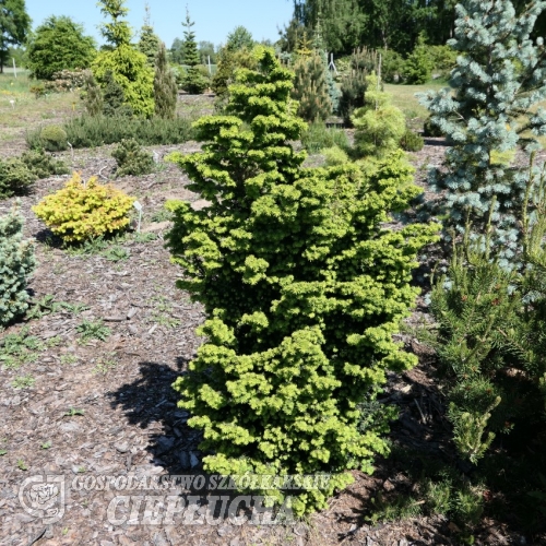 Tsuga canadensis  Greenwood Lake-Торрея большая - Tsuga canadensis Greenwood Lake