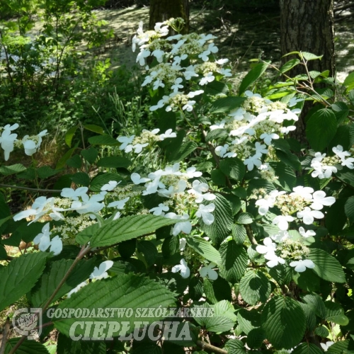 Viburnum plicatum  'Lanarth'-  kalina praska ; kalina japońska ; kalina pagodowa - Viburnum plicatum 'Lanarth'
