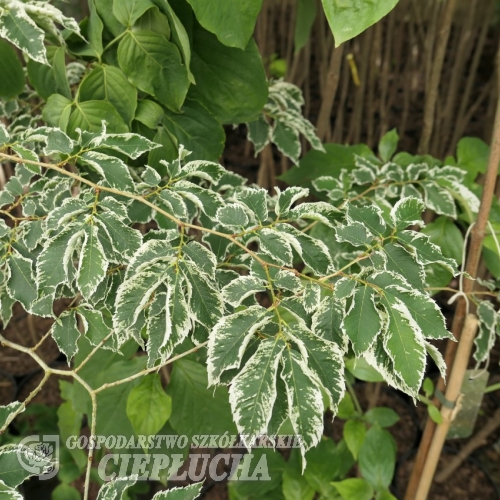 Zelkova serrata 'Variegata' - Дзельква Шнайдера - Zelkova serrata