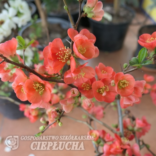 Chaenomeles speciosa 'Eximia'-  Хеномелес японский - Chaenomeles speciosa 'Eximia'