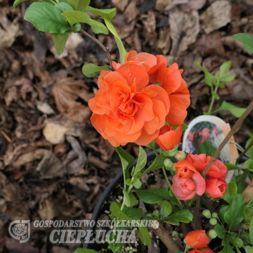 Chaenomeles speciosa 'Orange Storm'-  Flowering quince - Chaenomeles speciosa 'Orange Storm'