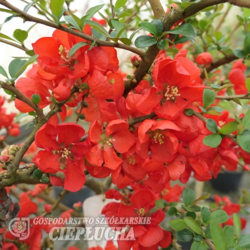 Chaenomeles xsuperba 'Nicoline' - Japanese quince - Chaenomeles xsuperba 'Nicoline'