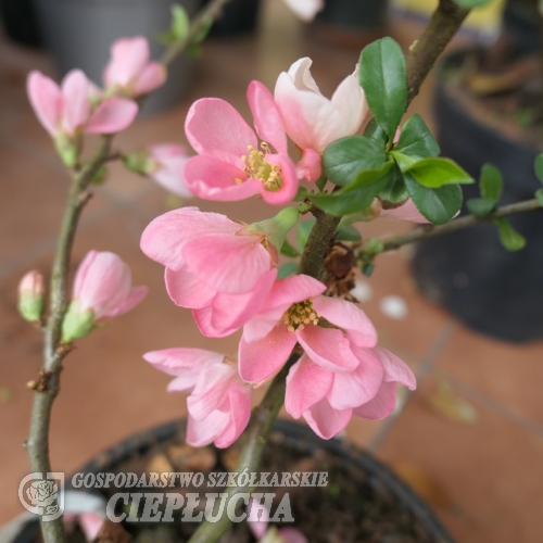 Chaenomeles x superba 'Pink Lady'- Japanese quince - Chaenomeles x superba 'Pink Lady'