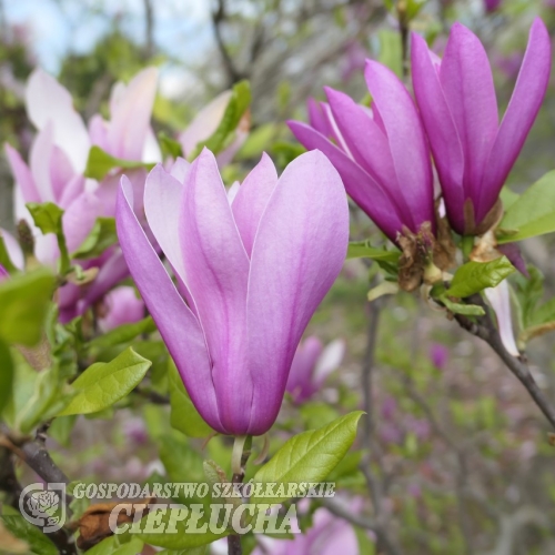 Judy - magnolia - Magnolia Judy