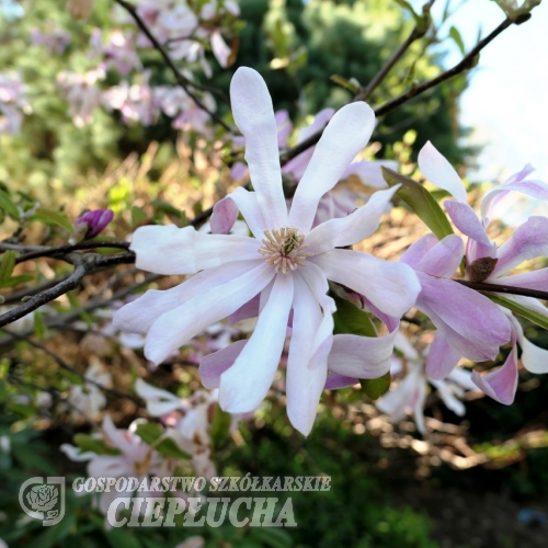 x loebneri 'Leonard Messel' - Loebner's magnolia - Magnolia x loebneri 'Leonard Messel'