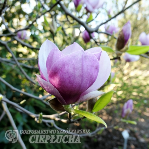 x soulangeana 'Rustica Rubra' - magnolia pośrednia; magnolia Soulange'a - Magnolia x soulangeana 'Rustica Rubra'