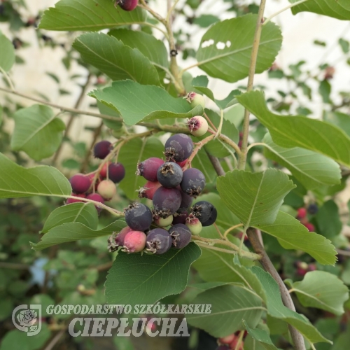 Amelanchier alnifolia Krasnojarskaja - Serviceberry ; Saskatoon - Amelanchier alnifolia Krasnojarskaja