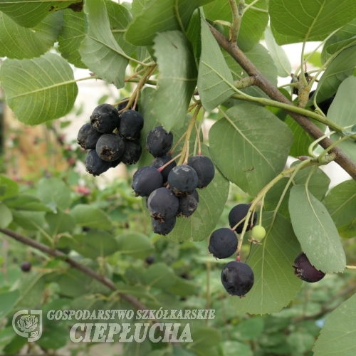 Amelanchier alnifolia Martin - Świdośliwa olcholistna - Amelanchier alnifolia Martin