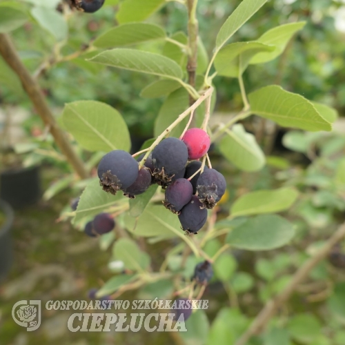 Amelanchier alnifolia Sleyt - Serviceberry ; Saskatoon - Amelanchier alnifolia Sleyt