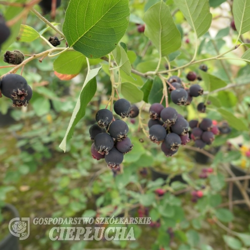 Amelanchier alnifolia Thiessen - świdośliwa olcholistna - Amelanchier alnifolia Thiessen