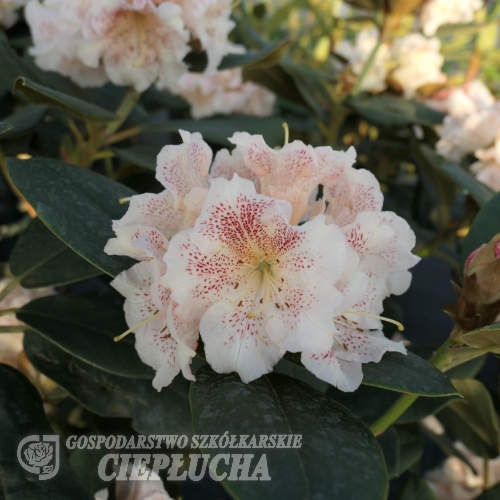Double Dots - Рододендро - Double Dots - Rhododendron
