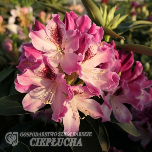 Helen Martin - Рододендрон гибридный - Helen Martin - Rhododendron hybridum