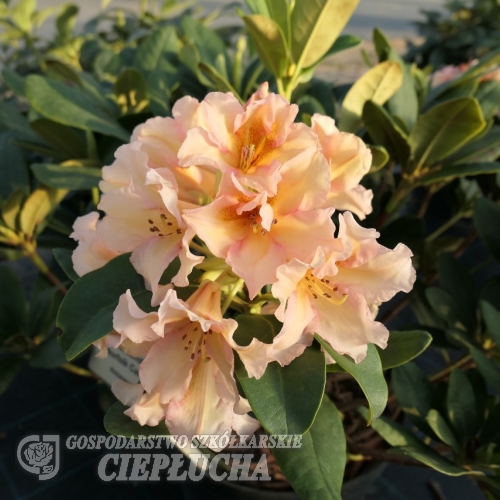 Norfolk Candy - Рододендрон - Norfolk Candy - Rhododendron