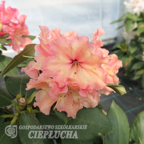 Sun Glory -  Рододендрон - Sun Glory - Rhododendron
