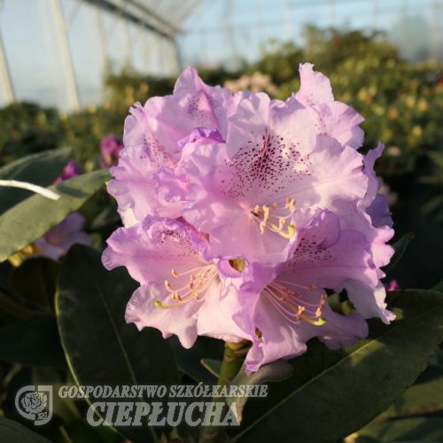 Susan  - Рододендрон гибридный - Susan  - Rhododendron hybridum