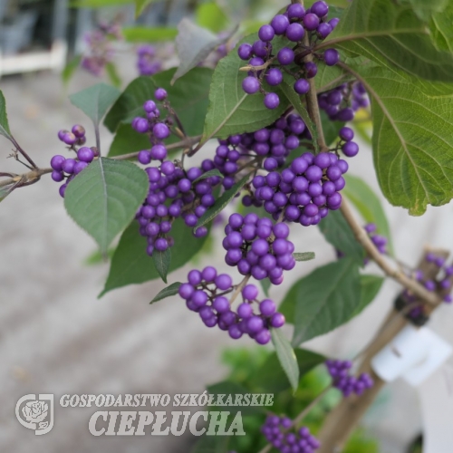 Callicarpa bodinieri 'Profusion' - pięknotka Bodiniera - Callicarpa bodinieri 'Profusion'