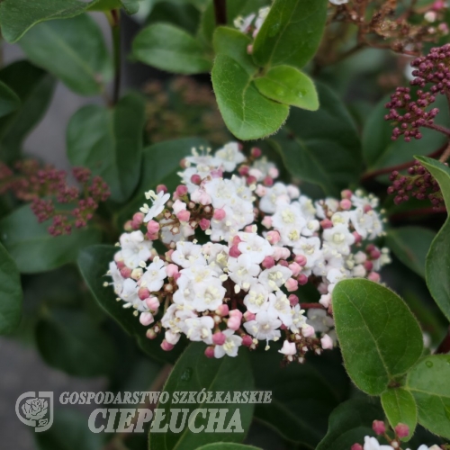 Viburnum tinus Lisa Rose- Кали́на лавроли́стная; Калина португа́льская; Калина ти́нус - Viburnum tinus Lisa Rose