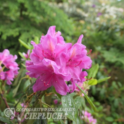Eino - Рододендрон гибридный - Eino - Rhododendron hybridum