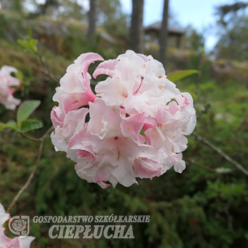 Jack A. Sand - Рододендрон гибридный - Jack A. Sand - Rhododendron hybridum