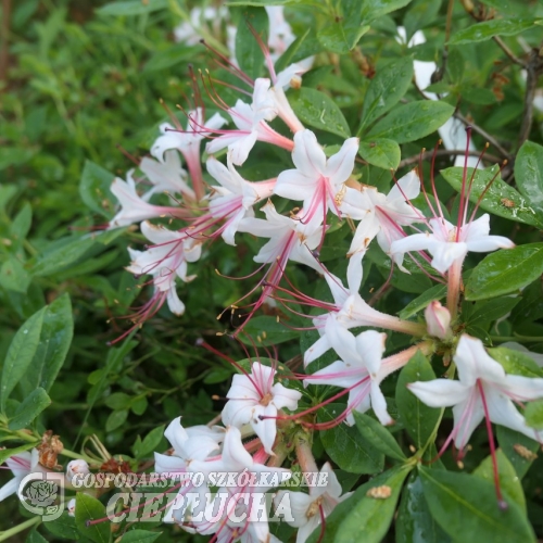 Rhododendron arborescens - Рододе́ндрон древовидный - Rhododendron arborescens