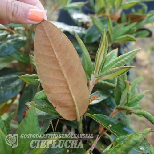Rhododendron phaeochrysum - Rhododendron phaeochrysum