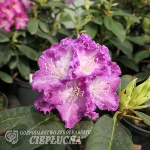 Kokořín - różanecznik wielkokwiatowy - Rhododendron hybridum 'Kokořín'