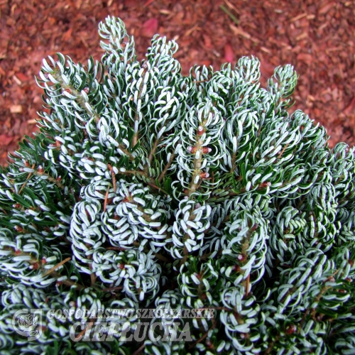 Abies koreana Icebreaker - Пихта корейская - Abies koreana Icebreaker