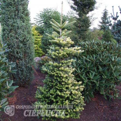 Abies koreana 'Luminetta' - jodła koreańska - Abies koreana 'Luminetta'