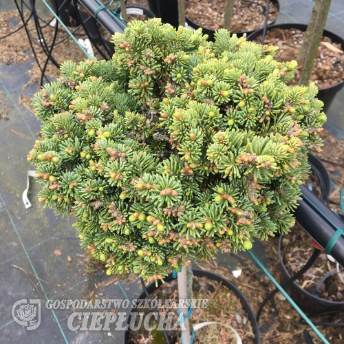Abies lasiocarpa 'Logan Pass' - Пихта горная ; Пихтапихта субальпийская - Abies lasiocarpa 'Logan Pass' ; Abies arizonica 'Logan Pass'
