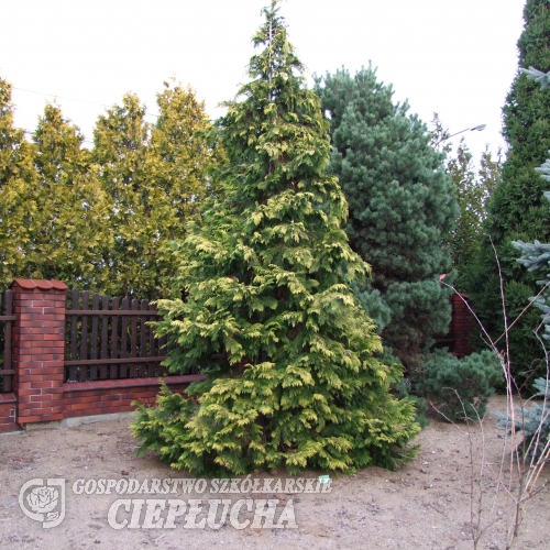 Chamaecyparis lawsoniana 'Golden Wonder' - Кипари́совик Ло́усона - Chamaecyparis lawsoniana 'Golden Wonder'