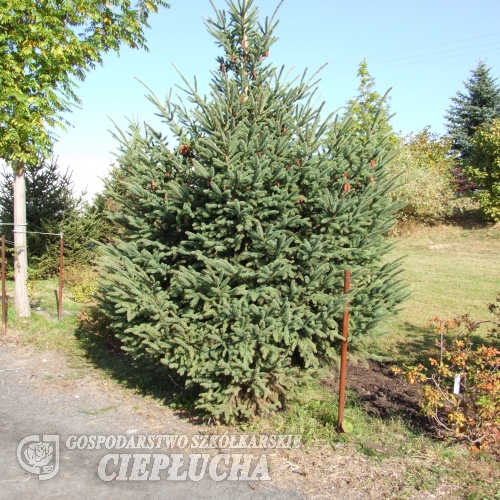 Picea jezoensis - świerk ajański - Picea jezoensis