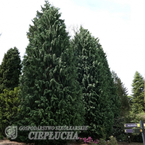 Chamaecyparis nootkatensis Viridis - Кипарис нутканский Gloria Polonica - Chamaecyparis nootkatensis Viridis