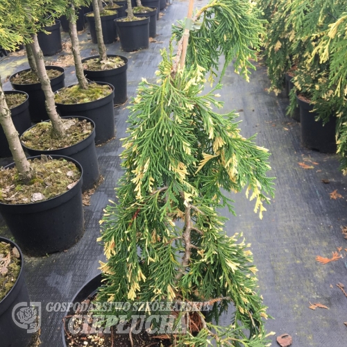 Chamaecyparis nootkatensis Gloria Polonica - Кипарис нутканский Gloria Polonica - Chamaecyparis nootkatensis Gloria Polonica