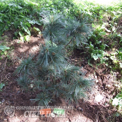 Pinus koraiensis 'Silveray' - sosna koreańska - Pinus koraiensis 'Silveray'