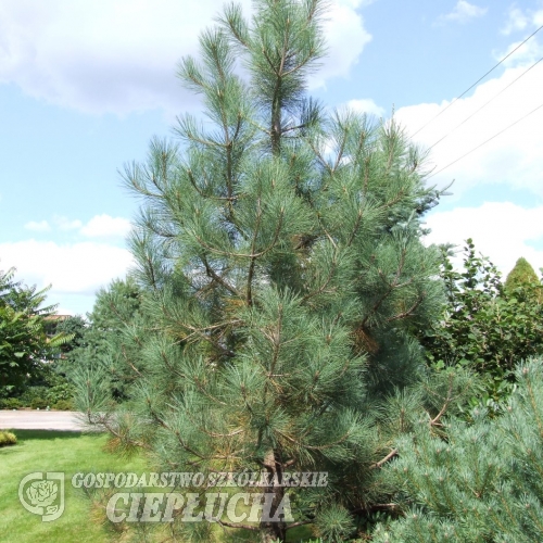 Pinus ponderosa - sosna żółta - Pinus ponderosa