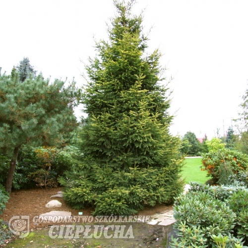 Picea abies 'Końca' - Norway spruce - Picea abies 'Końca'
