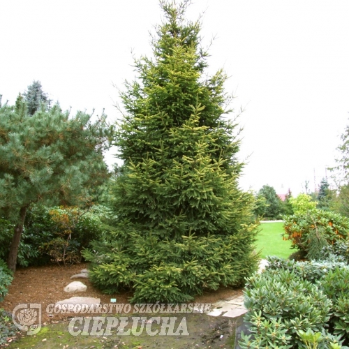 Picea abies 'Końca' - Gemeine Fichte - Picea abies 'Końca'