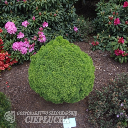 Picea glauca 'Alberta Globe' - Ель канадская - Picea glauca 'Alberta Globe'