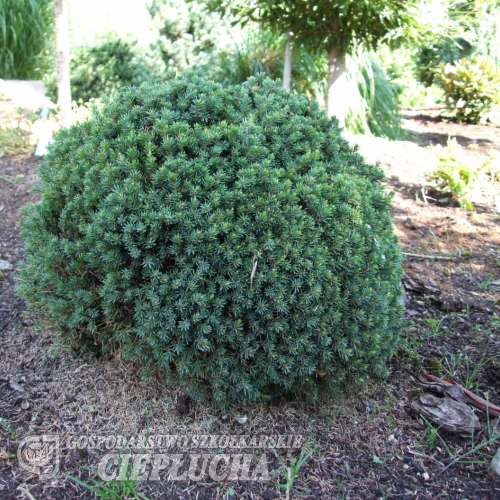 Picea glauca 'Blue Planet' - świerk biały - Picea glauca 'Blue Planet'