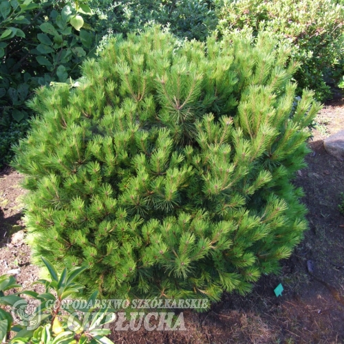 Pinus nigra 'Brepo' - Austrian Pine - Pinus nigra 'Brepo'