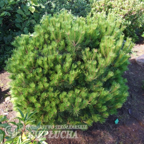 Pinus nigra 'Brepo' - сосна черная - Pinus nigra 'Brepo'