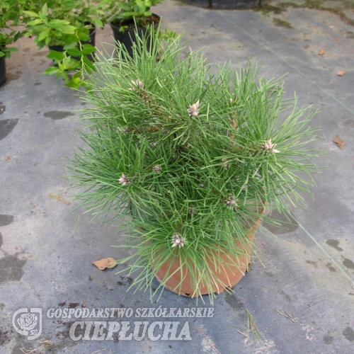 Pinus nigra 'Nana' - Austrian Pine - Pinus nigra 'Nana'