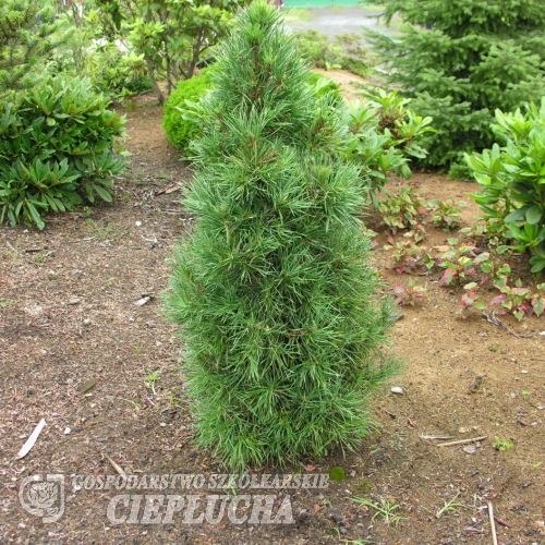 Pinus sylvestris 'Globosa Viridis' - Cосна обыкновенная - Pinus sylvestris 'Globosa Viridis'