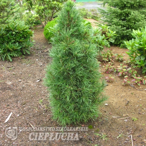 Pinus sylvestris 'Globosa Viridis' - Waldkiefer - Pinus sylvestris 'Globosa Viridis'