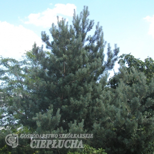 Pinus sylvestris 'Issanti' - sosna zwyczajna - Pinus sylvestris 'Issanti'