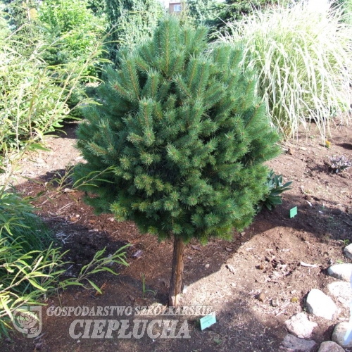 Pinus sylvestris 'Sandringham' - Wald-Kiefer - Pinus sylvestris 'Sandringham'